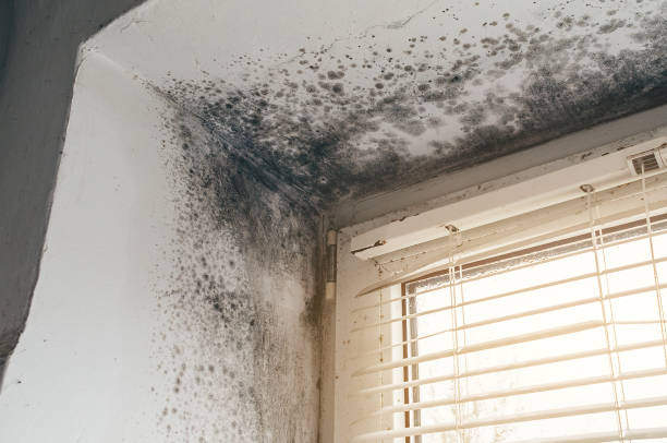 Trusted Basement Mold Remediation service in Barrington, IL - Cheap Mold Removal