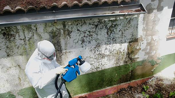 Trusted Commercial Mold Remediation service in Barrington, IL - Cheap Mold Removal